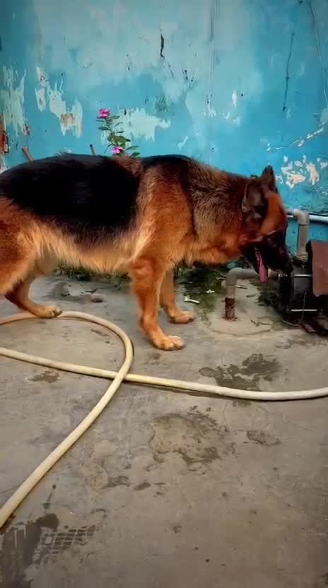 German Shepherd Puppy, farm video
