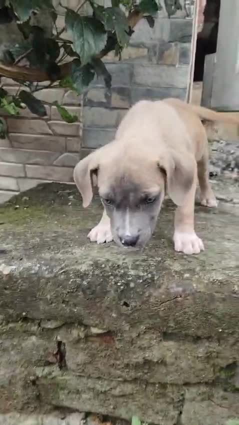 American Bully Pocket Size Puppy, farm video