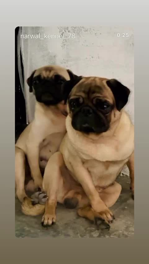 Pug Puppy, farm video