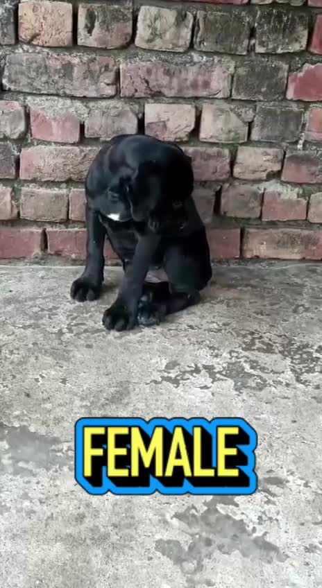 Cane Corso Puppy, farm video