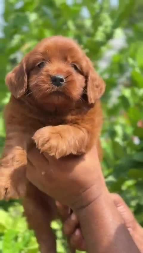 Doodle, farm video