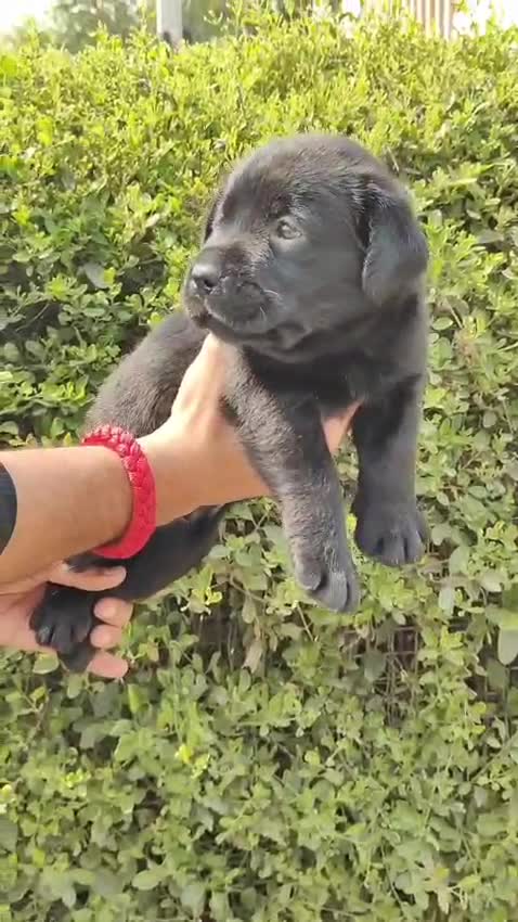 Beagle Black & Tan Puppy, farm video
