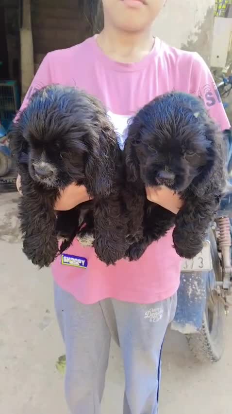Cocker Spaniel Puppy, farm video