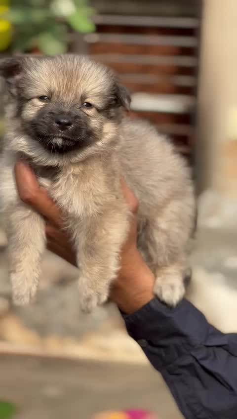Pomeranian Puppy, farm video