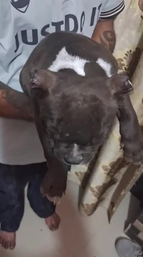 American Bully Pocket Size Puppy, farm video