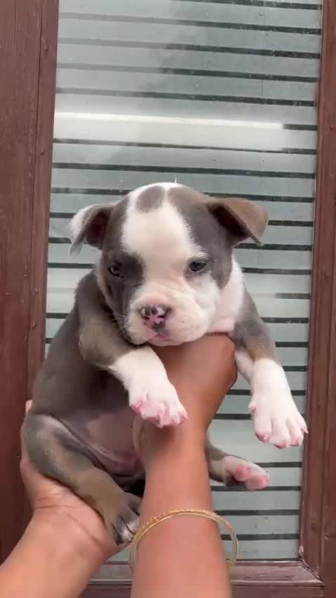 American Bully Pocket Size Puppy, farm video