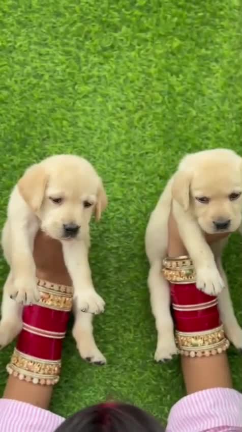 Beagle Black & Tan Puppy, farm video