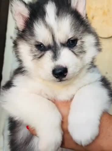 Siberian Husky Puppy | Black & White Color, farm video