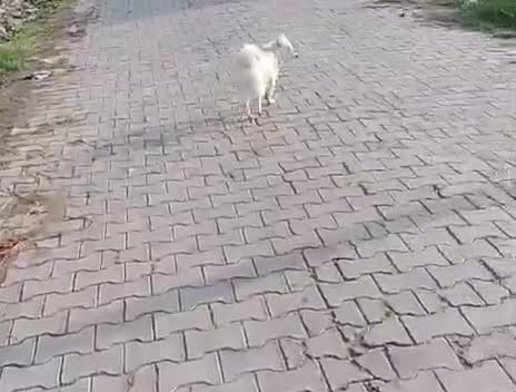 Pomeranian Puppy, farm video
