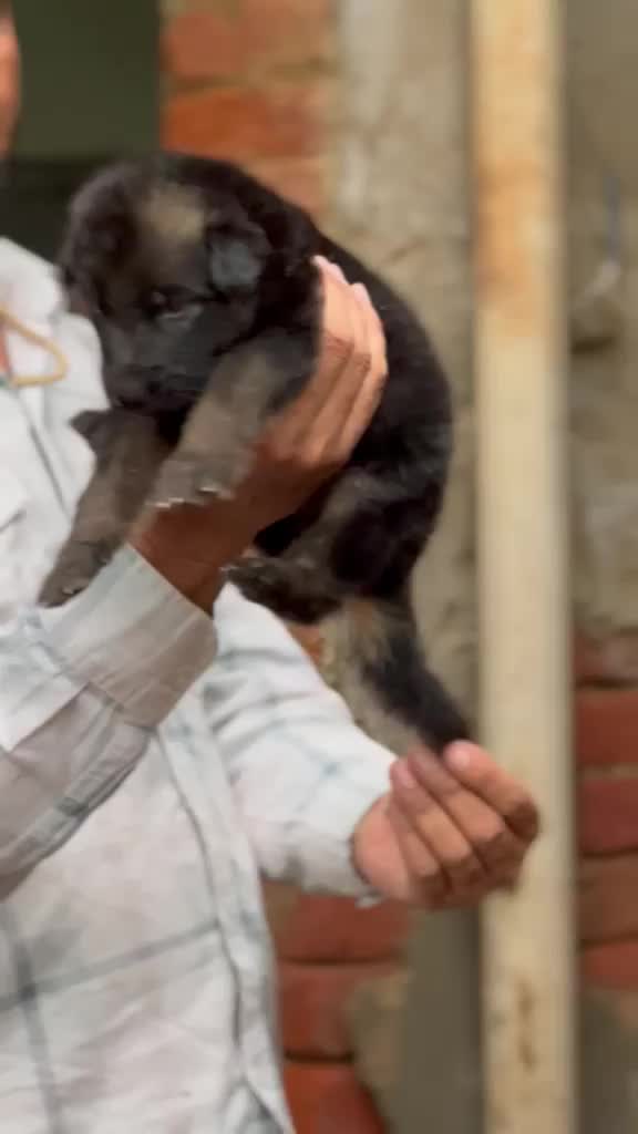 German Shepherd Puppy, farm video