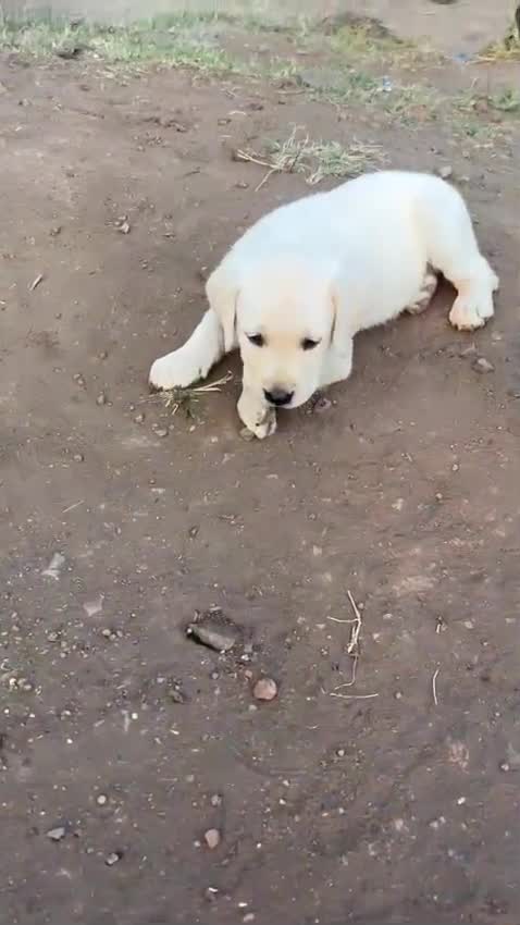 Beagle Black & Tan Puppy, farm video