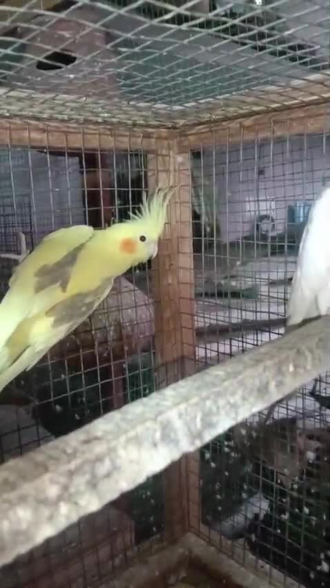 Cockatiel, farm video