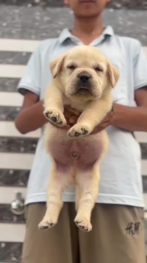 Beagle Black & Tan Puppy, farm video