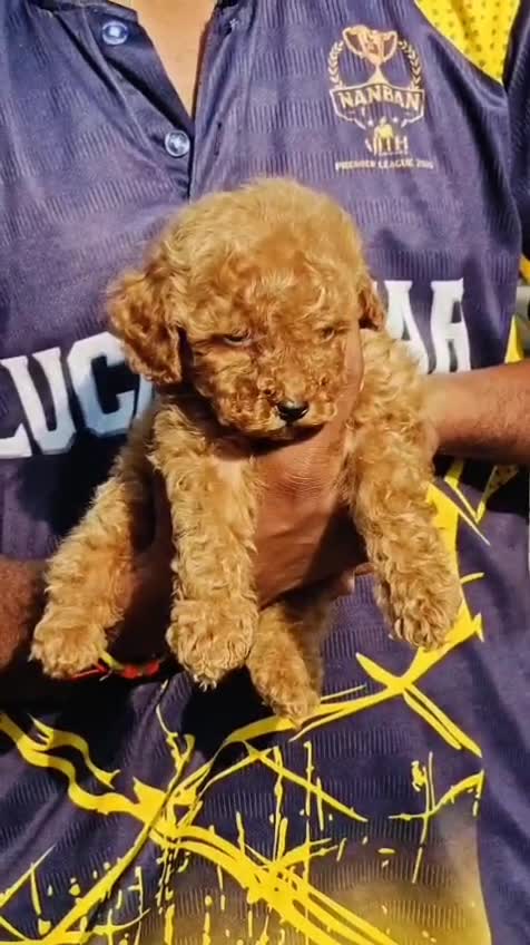 Standard Poodle Puppy, farm video