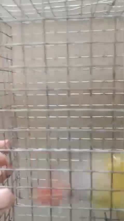 Pineapple Headed Conure, farm video