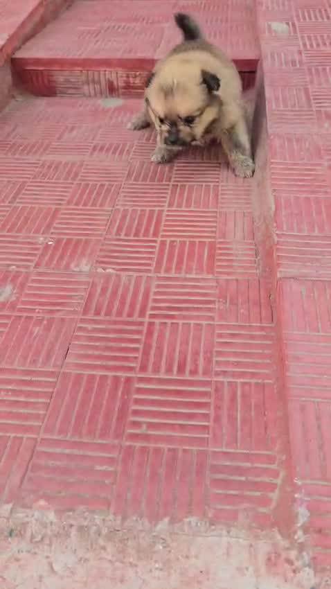 Toy Poodle Puppy, farm video
