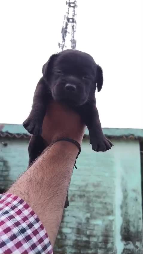 Beagle Black & Tan Puppy, farm video