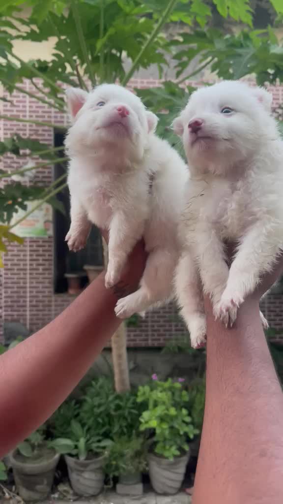 Pomeranian Puppy, farm video