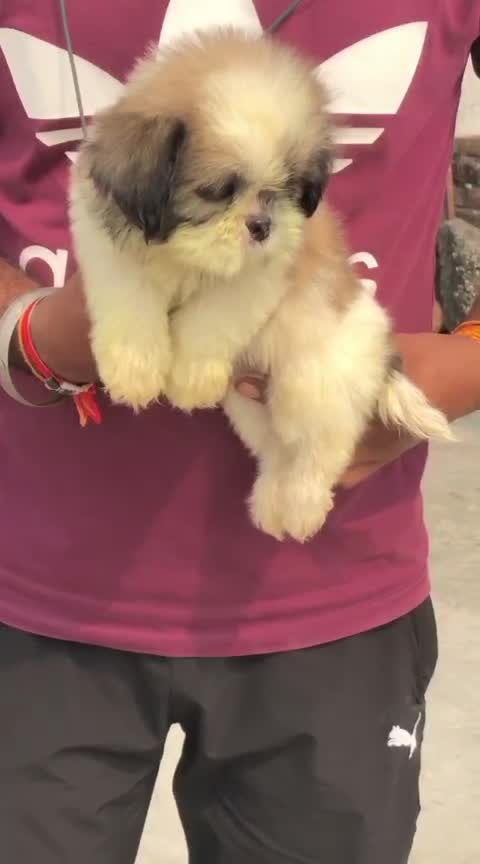 Shih Tzu | Black Color, farm video