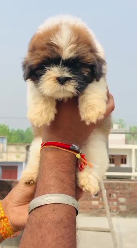 Shih Tzu | Black Color, farm video