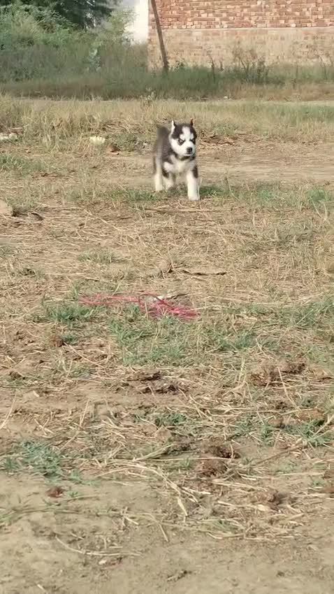 Siberian Husky Puppy | Black & White Color, farm video