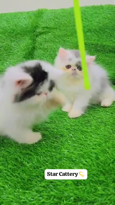 Persian, farm video