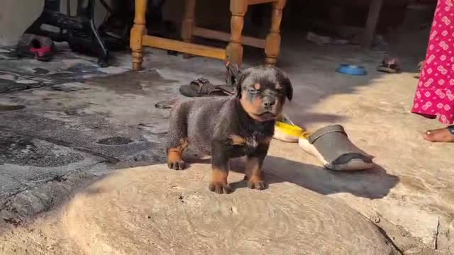 Rottweiler Puppy, farm video