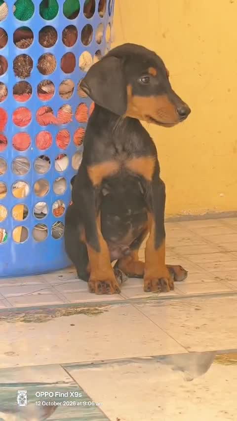 Doberman Pinscher Puppy, farm video