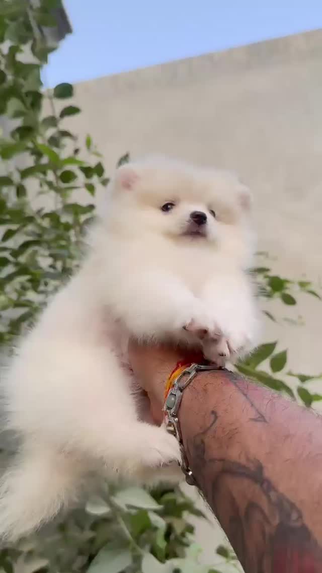 Toy Poodle Puppy, farm video