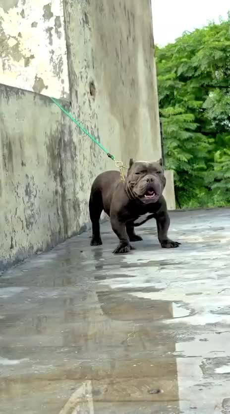 American Bully Pocket Size Puppy, farm video