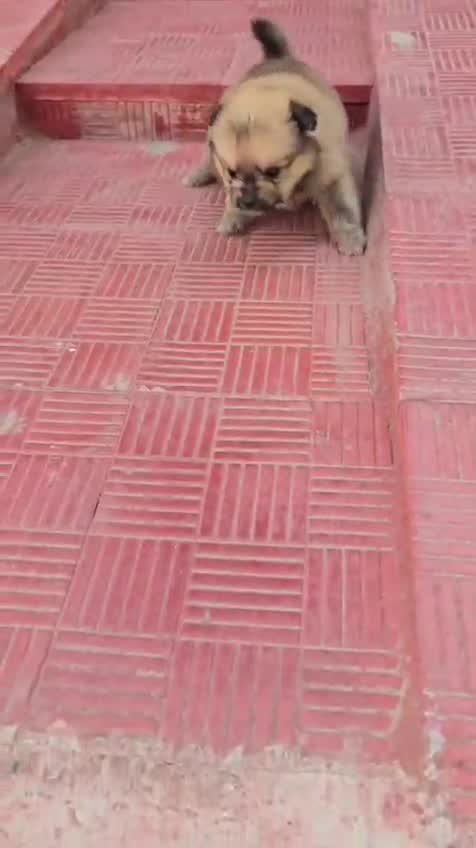 Pomeranian Puppy, farm video
