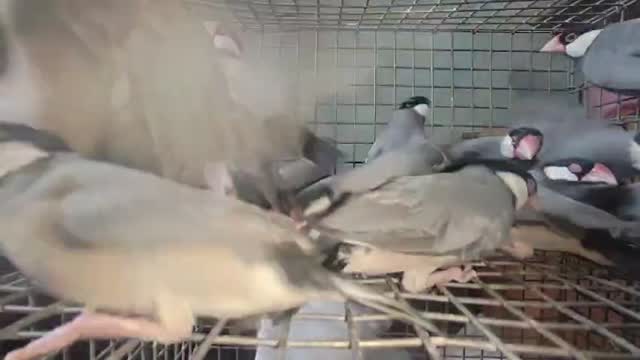 Java Sparrow, farm video