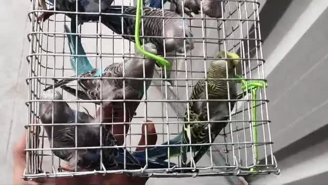 Sulphur Crested Cockatoo, farm video