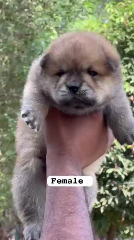 Chow Chow Puppies, farm video