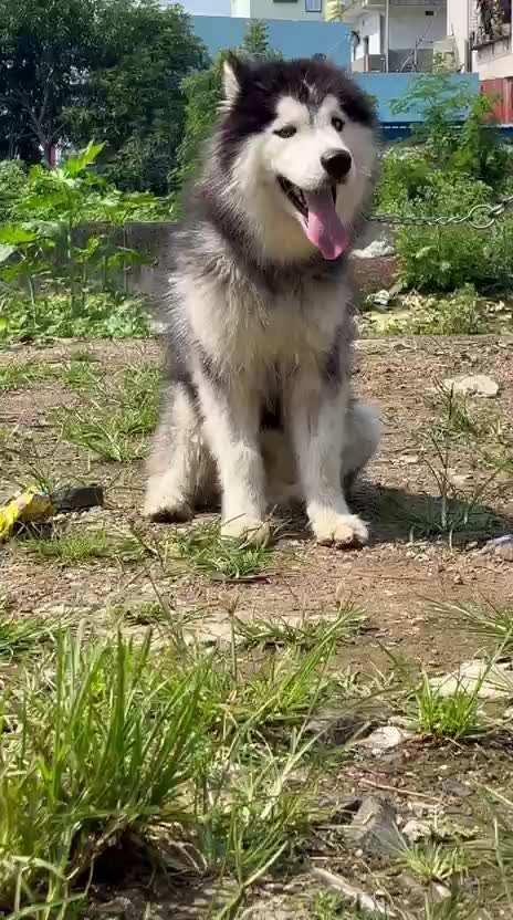 Siberian Husky Puppy | Black & White Color, farm video