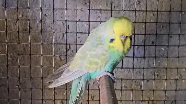Exhibition Budgies, farm video