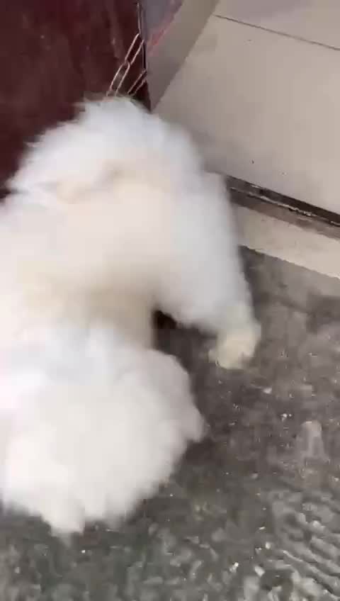 Lhasa Apso Puppies, farm video