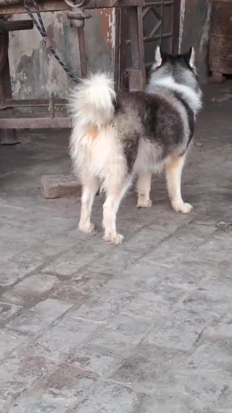 Siberian Husky Puppy | Black & White Color, farm video