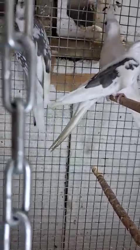 Cockatiel | Lutino, farm video