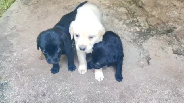 Beagle Black & Tan Puppy, farm video