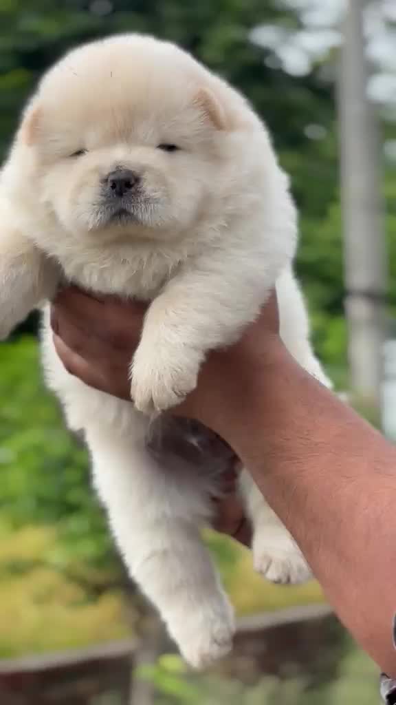 Chow Chow Puppies, farm video