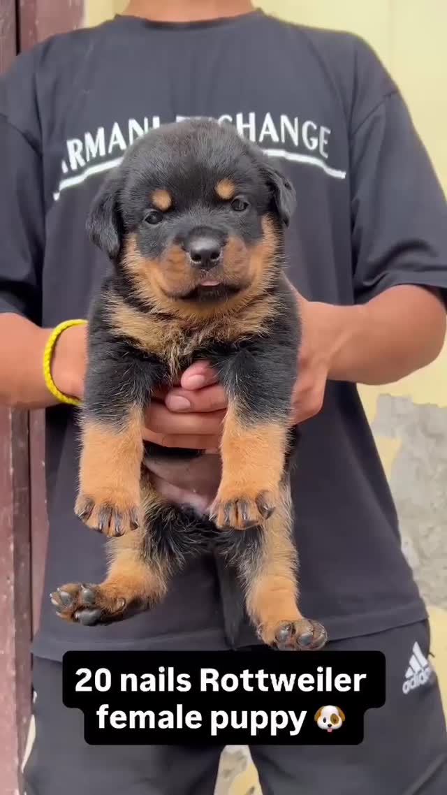 Rottweiler Puppy, farm video