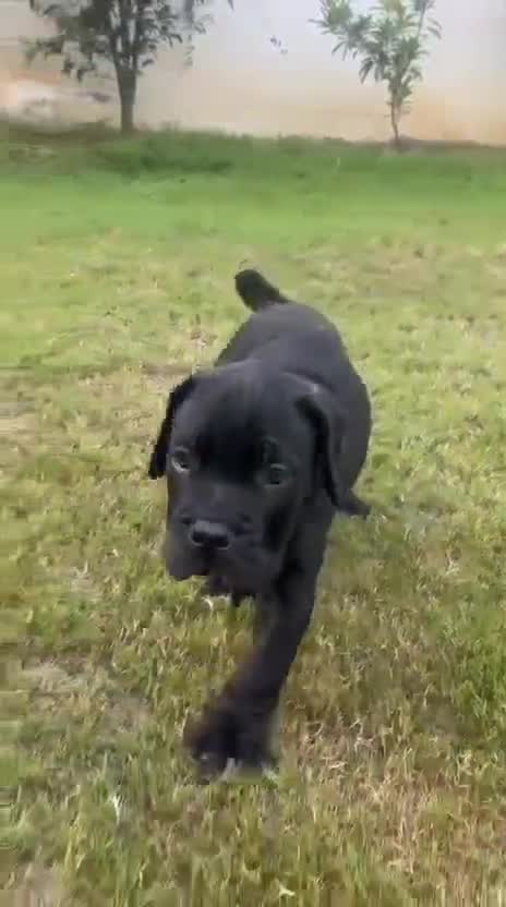 Cane Corso Puppy, farm video