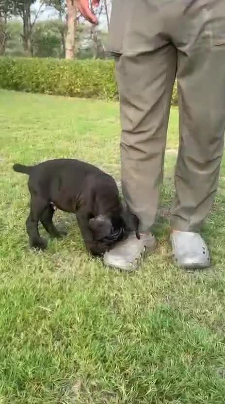 Cane Corso Puppy, farm video