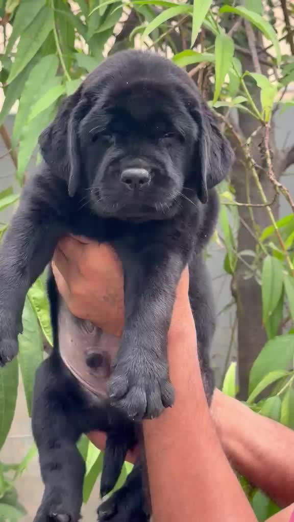 Beagle Black & Tan Puppy, farm video