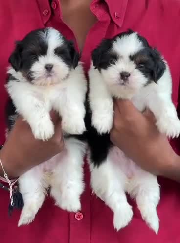 Shih Tzu | Black Color, farm video