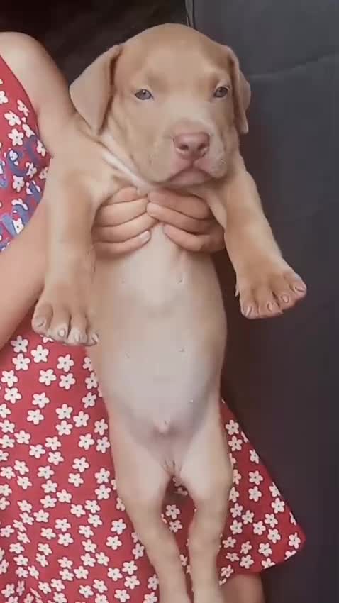 American Bully Pocket Size Puppy, farm video
