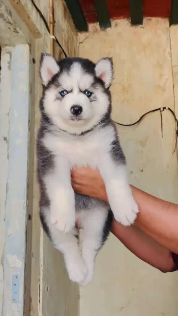 Siberian Husky Puppy | Black & White Color, farm video