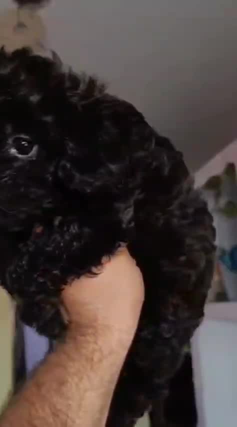 Toy Poodle Puppy, farm video