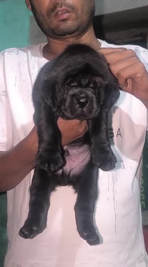 Beagle Black & Tan Puppy, farm video